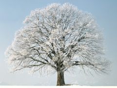 Tapeta Nature trees with snow 009.jpg